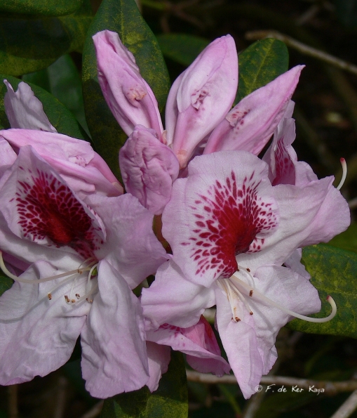 Bois des Moutiers (108) Mai 2012